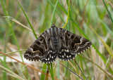 Mi-vlinder - Mother Shipton Moth - Euclidia mi 