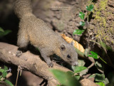 Grijsbuikeekhoorn - Gray-bellied squirrel - Callosciurus caniceps