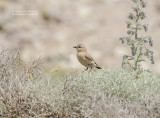 Izabeltapuit - Isabelline Wheatear - Oenanthe isabellina