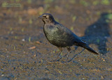 Brewers Troepiaal - Brewers Blackbird - Euphagus cyanocephalus