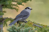 Canadese Taigagaai - Gray Jay - Perisoreus canadensis