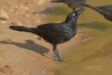 Caribische Troepiaal - Carib Grackle - Quiscalus lugubris