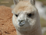 Alpaca - Alpaca - Vicugna pacos