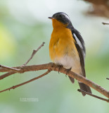 Mugimakivliegenvanger - Mugimaki Flycatcher - Ficedula mugimaki