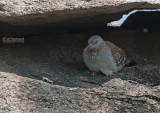  Guineaduif - Speckled Pigeon - Columba guinea