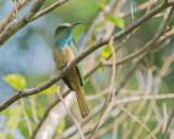 Blauwbaardbijeneter - Blue-bearded Bee-eater - Nyctyornis athertoni