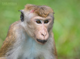Ceylonkroonaap - Toque macaque - Macaca sinica
