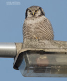 Sperweruil - Northern hawk owl - Surnia ulula