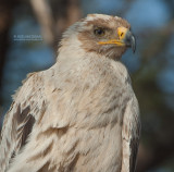 Savanne Arend - Tawny Eagle - Aquila rapax