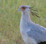 Secretaris vogel - Secretarybird - Sagittarius serpentarius