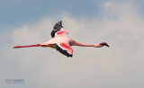 Kleine Flamingo - Lesser Flamingo - Phoenicopterus minor