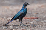 Blauwe Langstaart-glansspreeuw - Rueppells Glossy-Starling - Lamprotornis purpuroptera