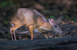 Kleine kantjil - Lesser mouse-deer - Tragulus kanchil