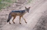 Zadeljakhals  - Black-backed jackal - Canis mesomelas