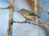 Groengrijze Honingvogel - Plain Flowerpecker - Dicaeum minullum