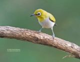 Swinhoes brilvogel - Swinhoes White-eye - Zosterops simplex