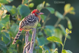 Vuurkopbaardvogel - Red-and-Yellow Barbet - Trachyphonus erythrocephalus