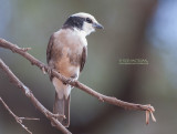 Rppell-witkruinklauwier - White-rumped Shrike - Eurocephalus rueppelli