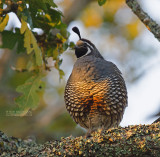 Californische Kuifkwartel - California Quail - Callipepla californica