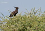 Afrikaanse zwarte kuifarend -  Long-crested Eagle - Lophaetus occipitalis