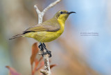 Staalborsthoningzuiger - Olive-Backed Sunbird - Cinnyris jugularis