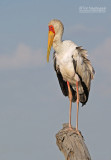 Afrikaanse nimmerzat  - Yellow-billed Stock - Mycteria ibis  