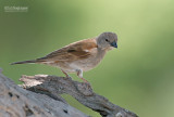 Grijskopmus - Grey-headed Sparrow - Passer griseus