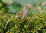 Witkruingors - White-crowned Sparrow - Zonotrichia leucophrys