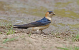 Roodstuitzwaluw - Red-rumped swallow - cecropis daurica