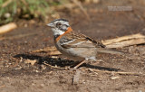 Roodkraaggors - Rufous-collared Sparrow - Zonotrichia capensis