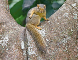 Okerkleurige Boseekhoorn - Ochre Bush Squirrel - Paraxerus ochraceus aruscensis
