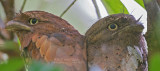 Ceylonkikkerbek - Sri Lanka Frogmouth - Batrachostomus moniliger