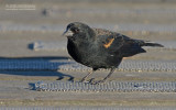 Epauletspreeuw - Red-winged Blackbird - Agelaius phoeniceus