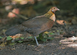 Bankivahoen - Red Junglefowl - Gallus gallus gallus