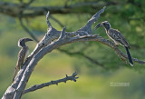 Grijze tok - African grey hornbill - Lophoceros nasutus