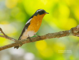 Mugimakivliegenvanger - Mugimaki Flycatcher - Ficedula mugimak