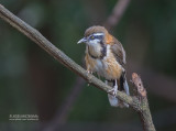 Witbeflijstergaai - Lesser Necklaced Laughingthrush - Garrulax monileger