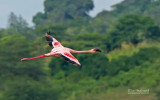 Kleine Flamingo - Lesser Flamingo - Phoenicopterus minor