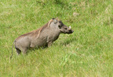 Wrattenzwijn - Warthog - Phacochoerus africanus 