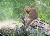 Dwergmangoes - Common dwarf mongoose - Helogale parvula