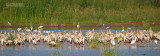 Afrikaanse nimmerzat  - Yellow-billed Stock - Mycteria ibis