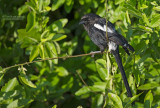 Eksterklauwier - Magpie-Shrike - Urolestes melanoleucus