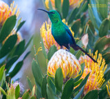 Emeraldhoningzuiger - Malachite Sunbird - Nectarinia famosa
