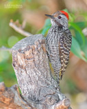 Kardinaalspecht - Cardinal Woodpecker - Dendropicos fuscescens