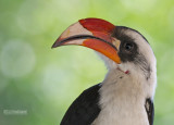 Deckentok - Von Der Deckens Hornbill -Tockus deckeni