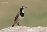 Aardtapuit - Capped Wheatear - Oenanthe pileata