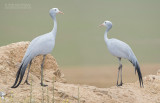 Stanleys Kraanvogel - Blue Crane - Ardea paradisea
