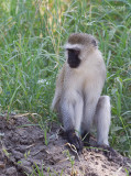 Groene meerkat - Black-Faced Vervet Monkey - Chlorocebus pygerythrus