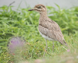 Watergriel - Water Thick-knee - Burhinus vermiculatus