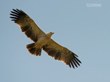 Savanne Arend - Tawny Eagle - Aquila rapax